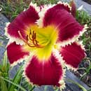 Spacecoast white Fang Daylily